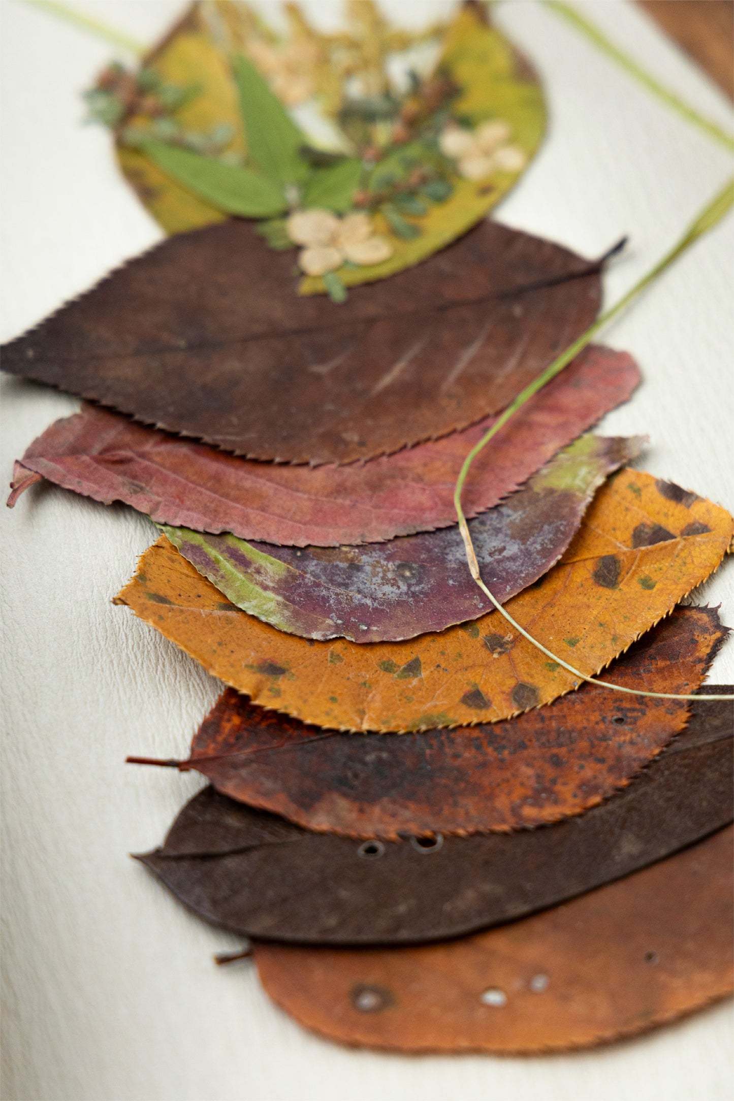 矢野TEA×KOMA no.4