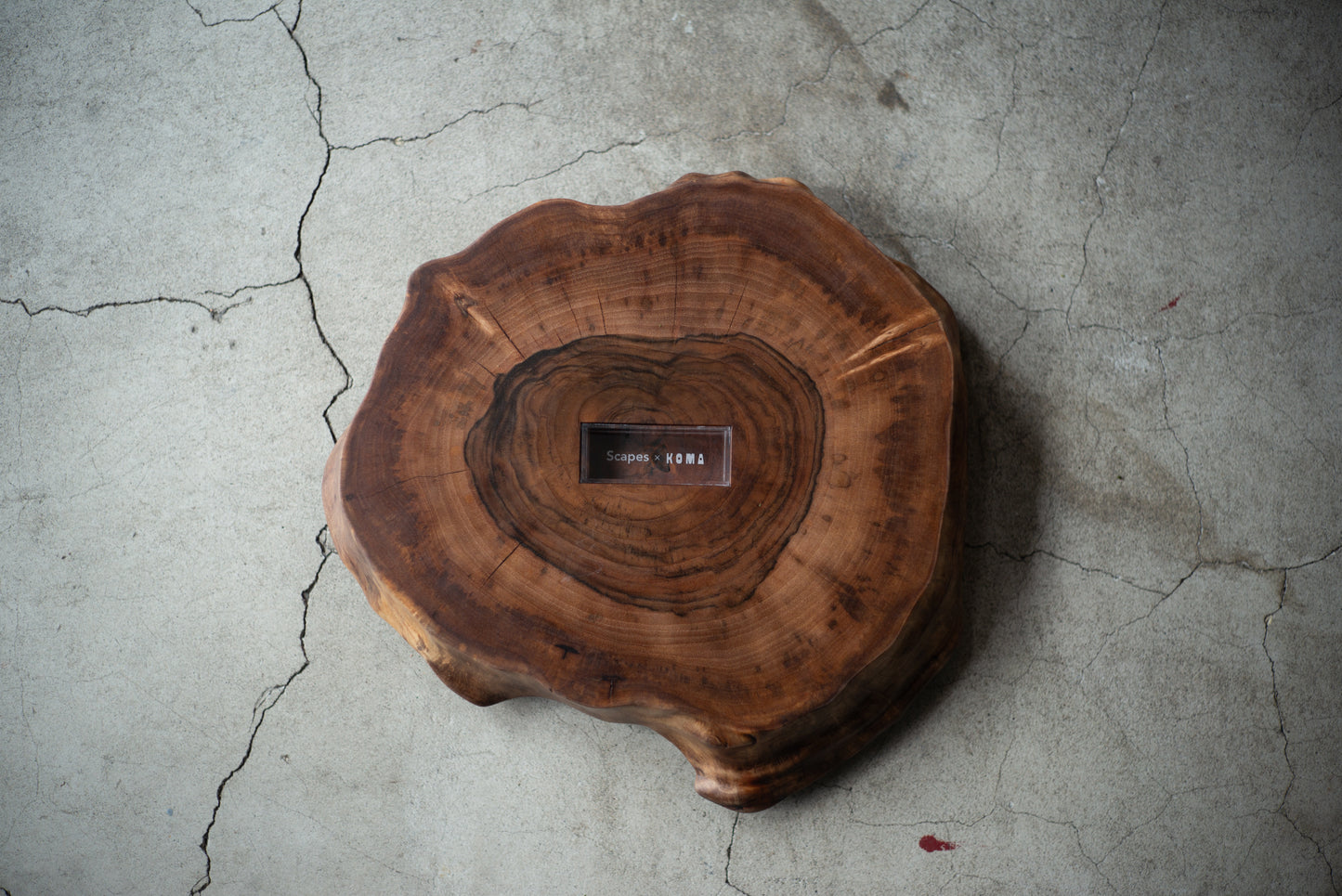 【Scapes × KOMA】一枚板 盆栽飾り台(stump) クラロウォールナット ※画像の盆栽はセットではございません。