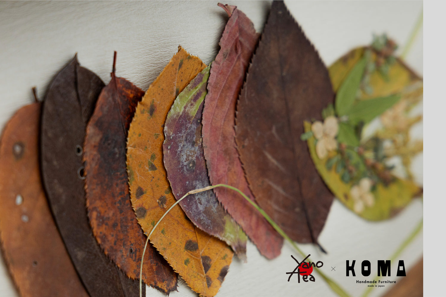YANO TEA × KOMA