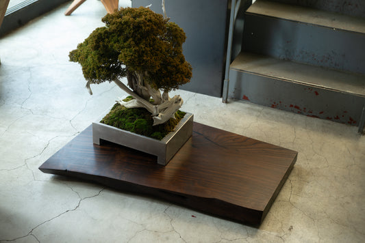 【Scapes × KOMA】一枚板 盆栽飾り台　茶神代欅　※画像の盆栽はセットではございません。