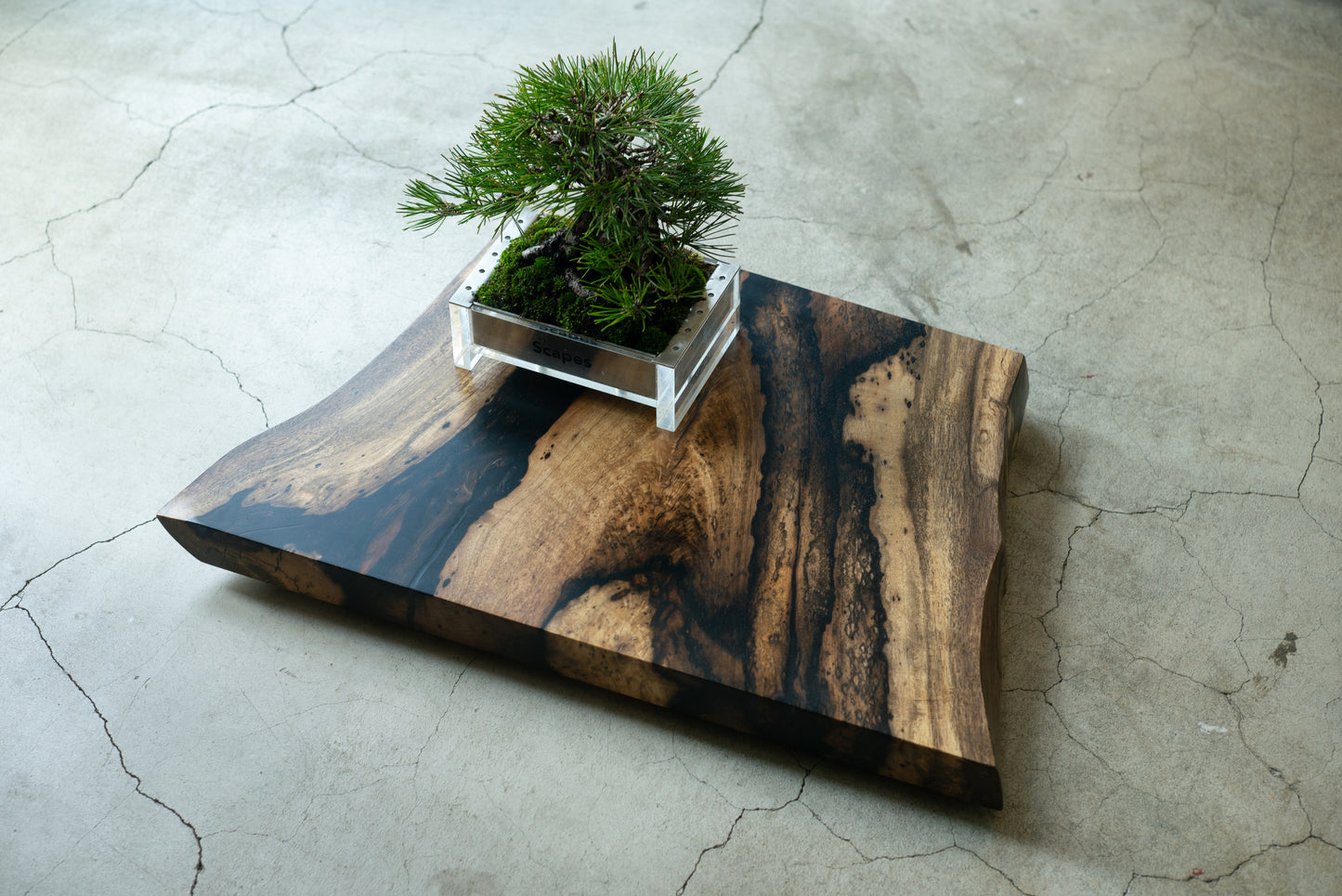 【Scapes × KOMA】一枚板 盆栽飾り台　黒柿　※画像の盆栽はセットではございません。