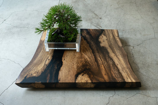 【Scapes × KOMA】一枚板 盆栽飾り台　黒柿　※画像の盆栽はセットではございません。