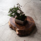 【Scapes × KOMA】一枚板 盆栽飾り台(stump) クラロウォールナット　※画像の盆栽はセットではございません。