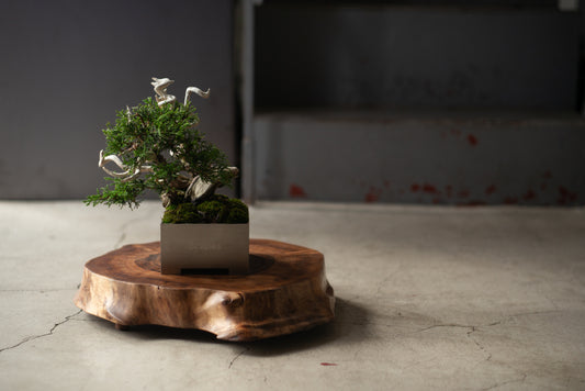 【Scapes × KOMA】一枚板 盆栽飾り台(stump) クラロウォールナット　※画像の盆栽はセットではございません。