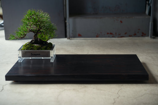 【Scapes × KOMA】一枚板 盆栽飾り台　黒檀　※画像の盆栽はセットではございません。
