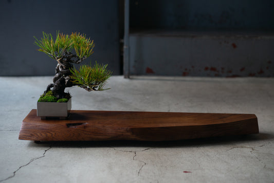 【Scapes × KOMA】一枚板 盆栽飾り台　茶神代欅　※画像の盆栽はセットではございません。