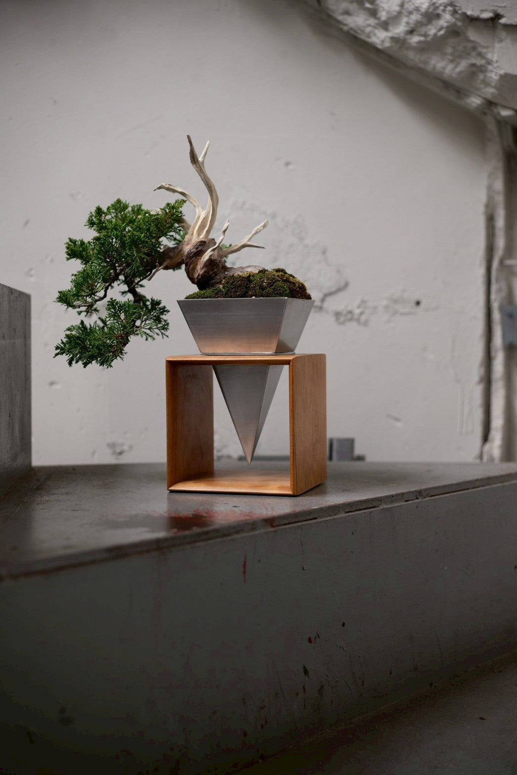 【Scapes × KOMA】真柏（しんぱく）※鉢も金額に含まれています。