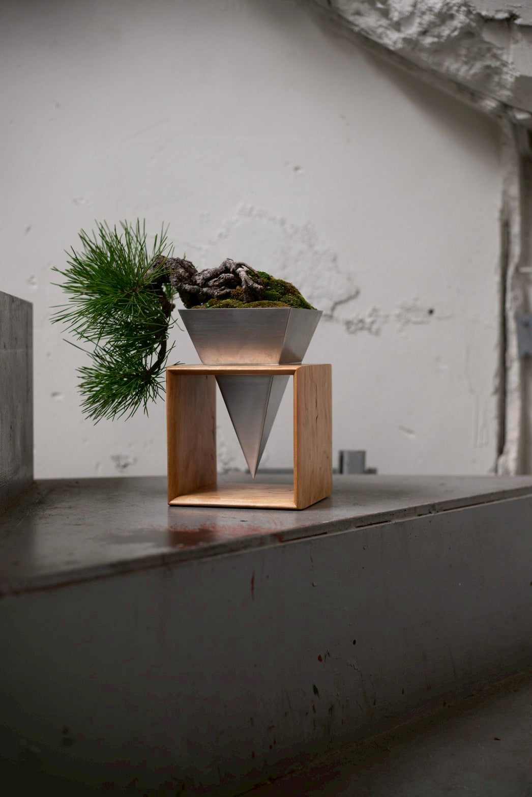 【Scapes × KOMA】黒松（くろまつ）※鉢も金額に含まれています。