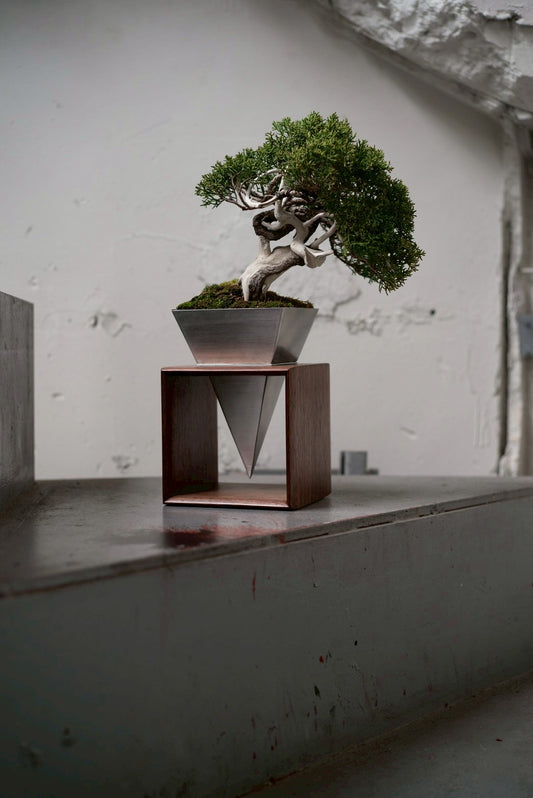 【Scapes × KOMA】真柏（しんぱく）※鉢も金額に含まれています。