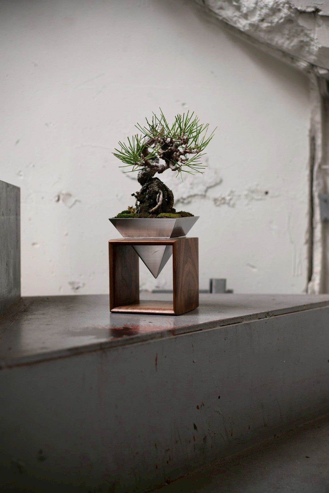 【Scapes × KOMA】黒松（くろまつ）※鉢も金額に含まれています。