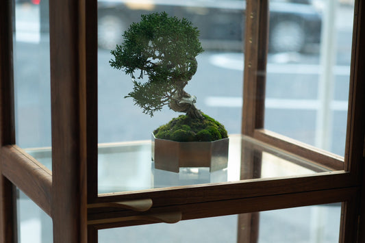 【盆栽飾り台におすすめ】hyuece curio case