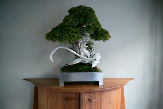 【盆栽台におすすめ】cocoda cabinet