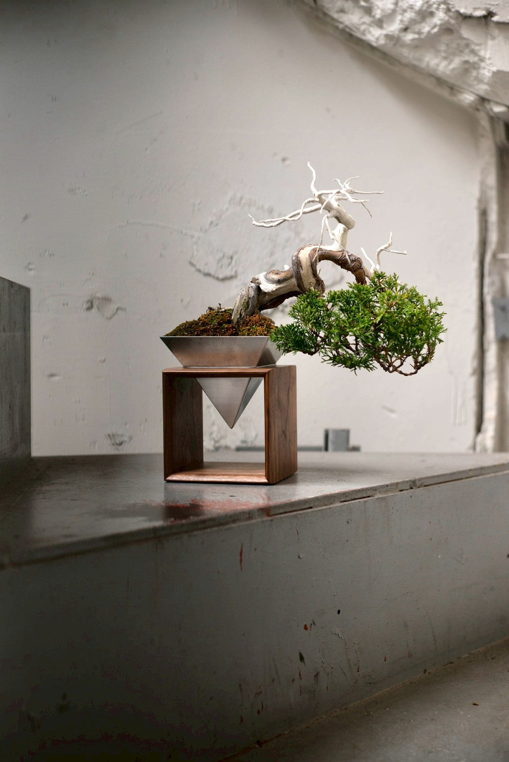 【Scapes × KOMA】真柏（しんぱく）※鉢も金額に含まれています。