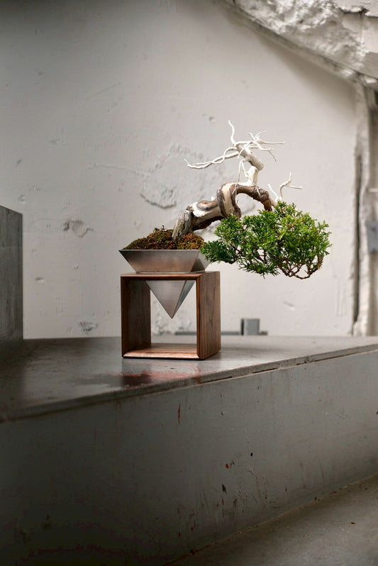 【Scapes × KOMA】真柏（しんぱく）※鉢も金額に含まれています。