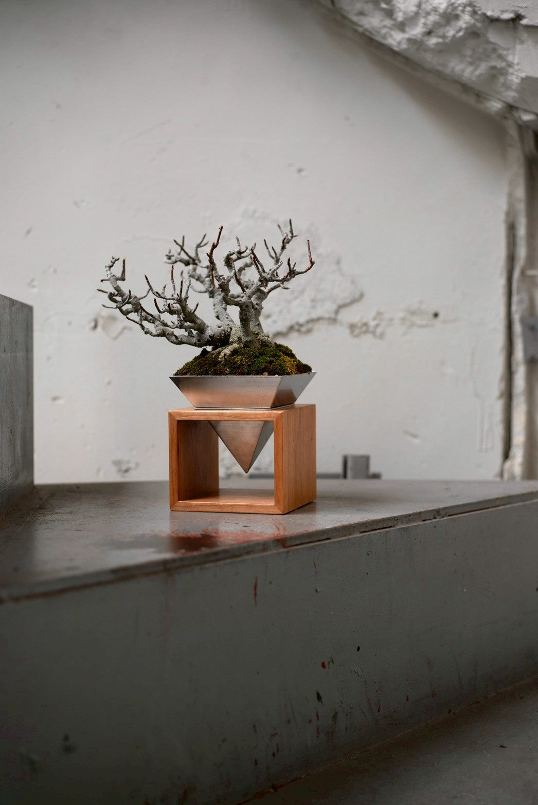 【Scapes × KOMA】海棠（かいどう）※鉢も金額に含まれています。