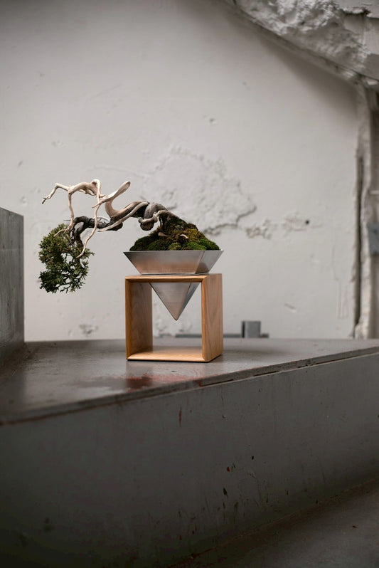 【Scapes × KOMA】真柏（しんぱく）※鉢も金額に含まれています。