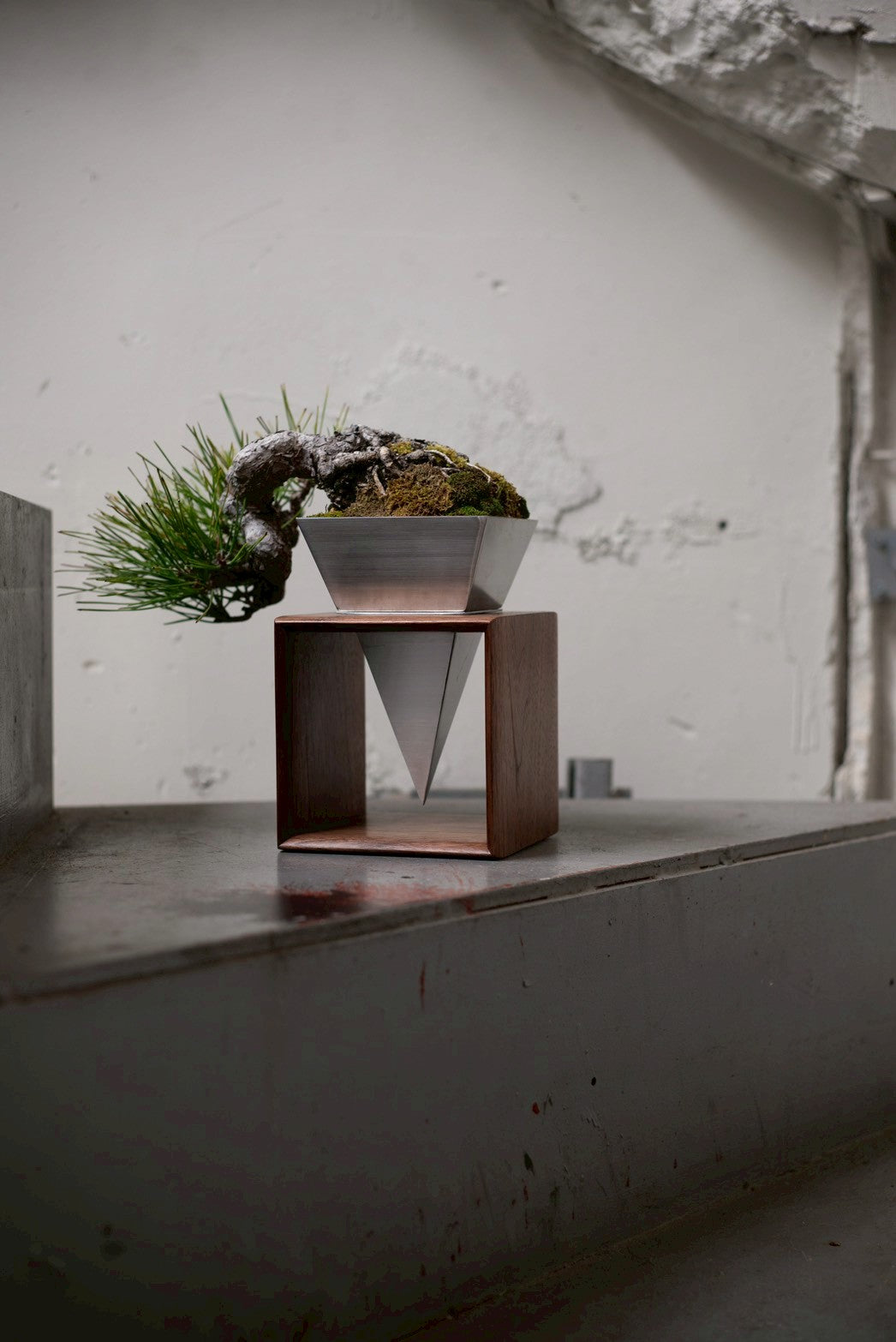 【Scapes × KOMA】黒松（くろまつ）※鉢も金額に含まれています。