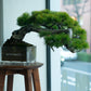 【盆栽台におすすめ】High stool maru