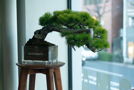 【盆栽台におすすめ】High stool maru